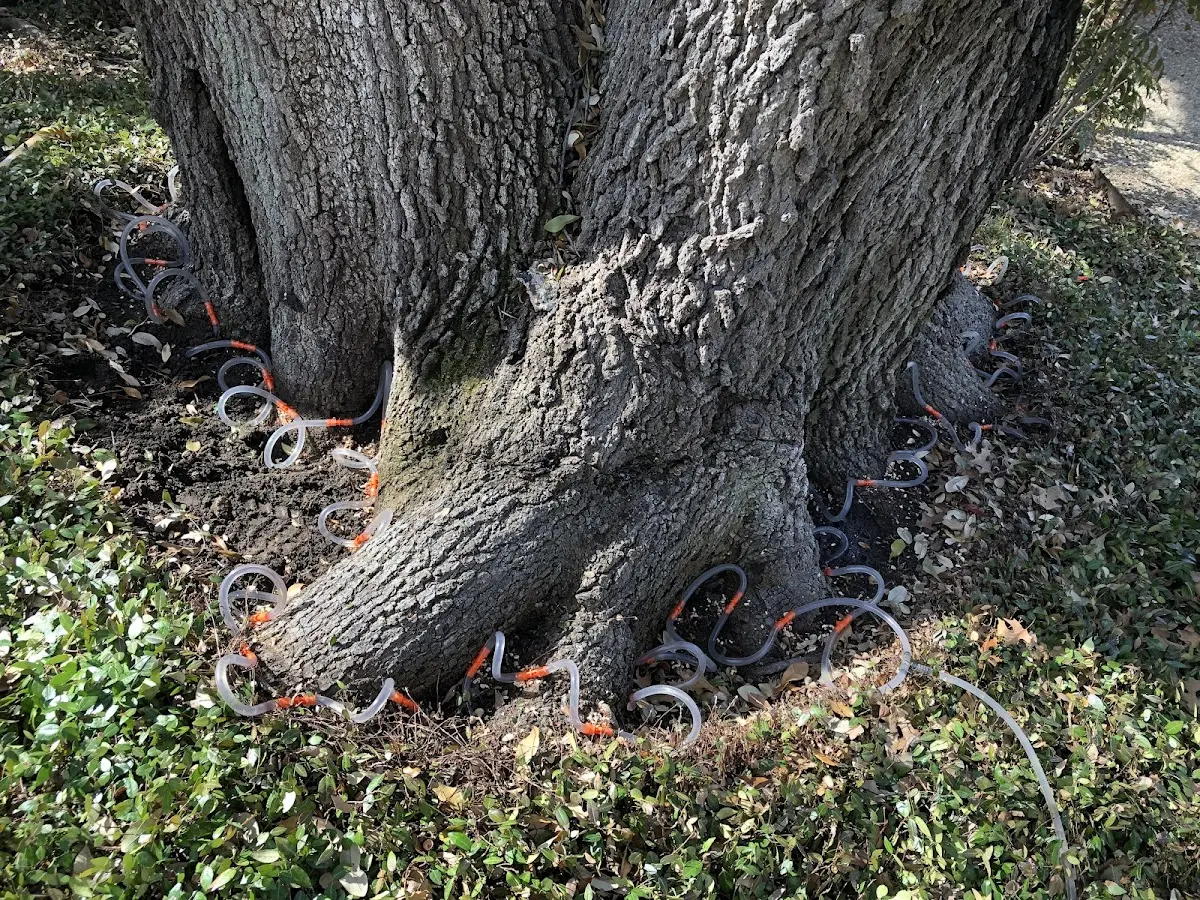 Detailed Tree Cabling and Bracing job site in Pine Beach